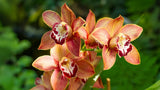7 Romantic Flowers and Their Meanings