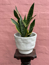 Sanservieria dwarf - Haven Botanical