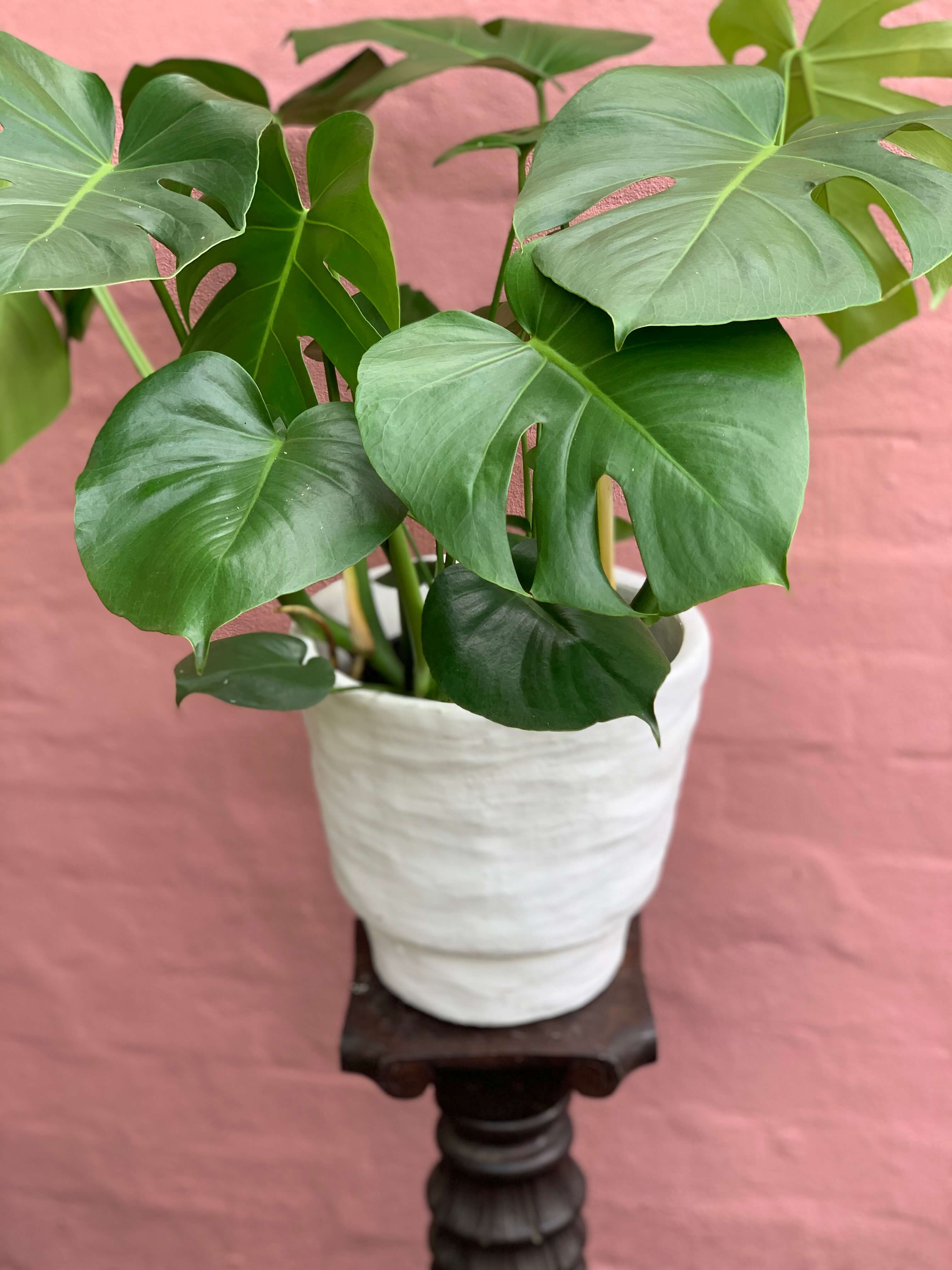 Monstera deliciosa - Haven Botanical